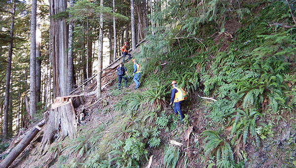 Dangerously decayed tree strikes faller