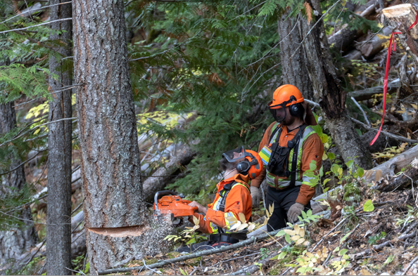 Photograph of two fallers falling a tree