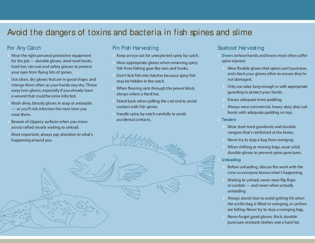 Fish-spine punctures - WorkSafeBC